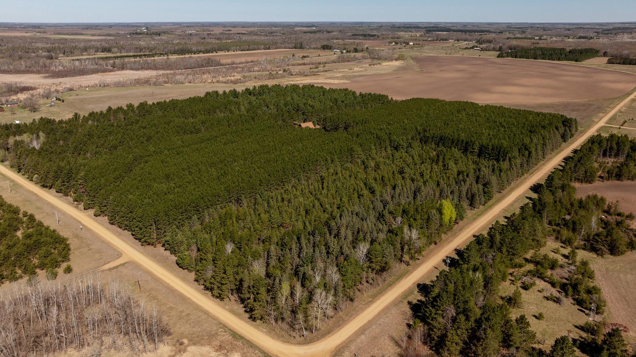 40 pine studded acres