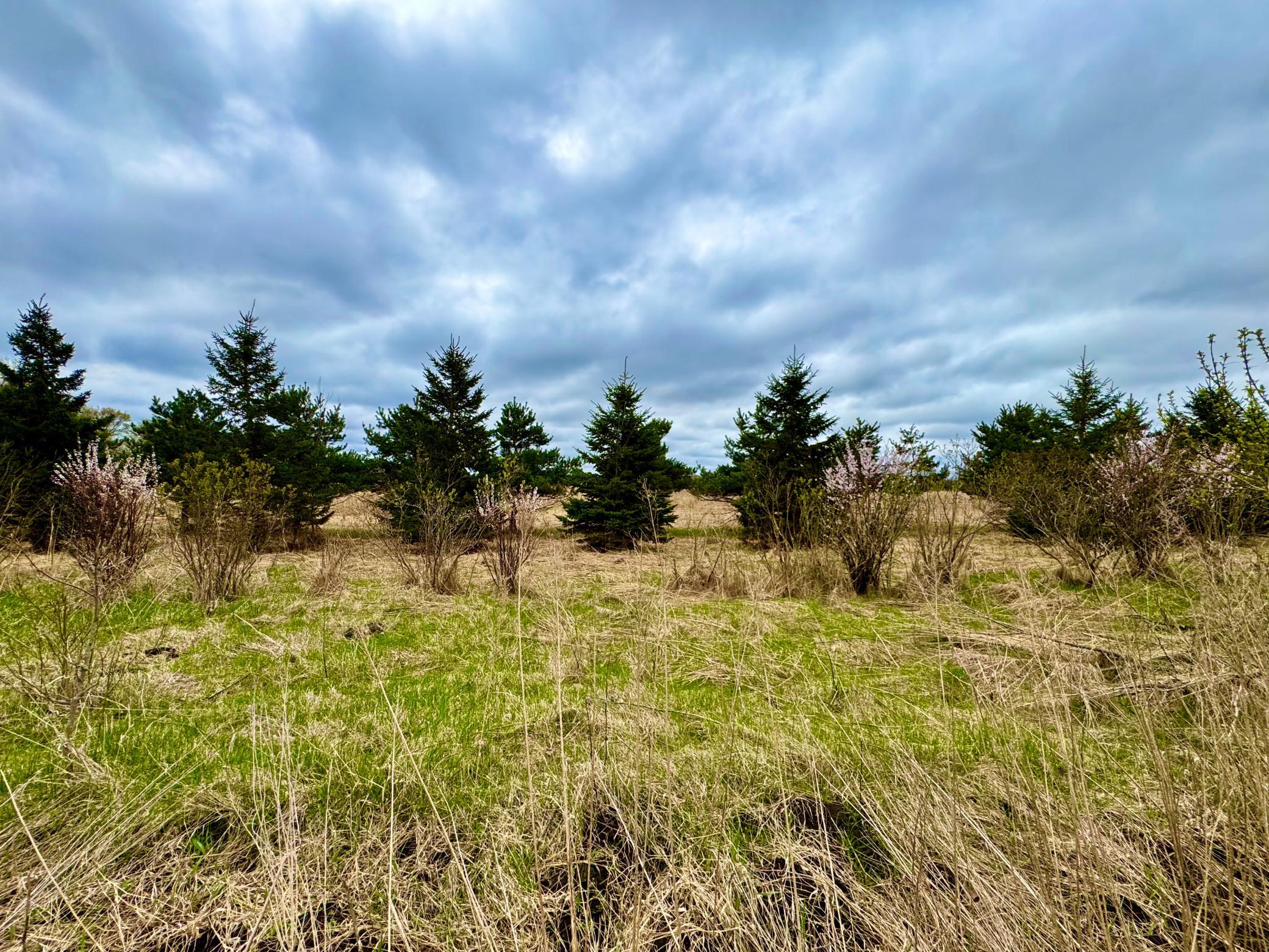 Spring view of the area behind lot 6. Featuring a lovely backdrop of evergreens, sand cherries, & prairie.
