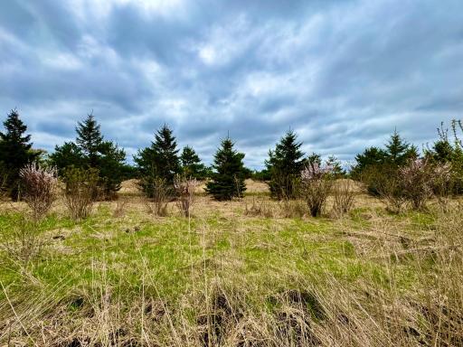 Spring view of the area behind lot 6. Featuring a lovely backdrop of evergreens, sand cherries, & prairie.