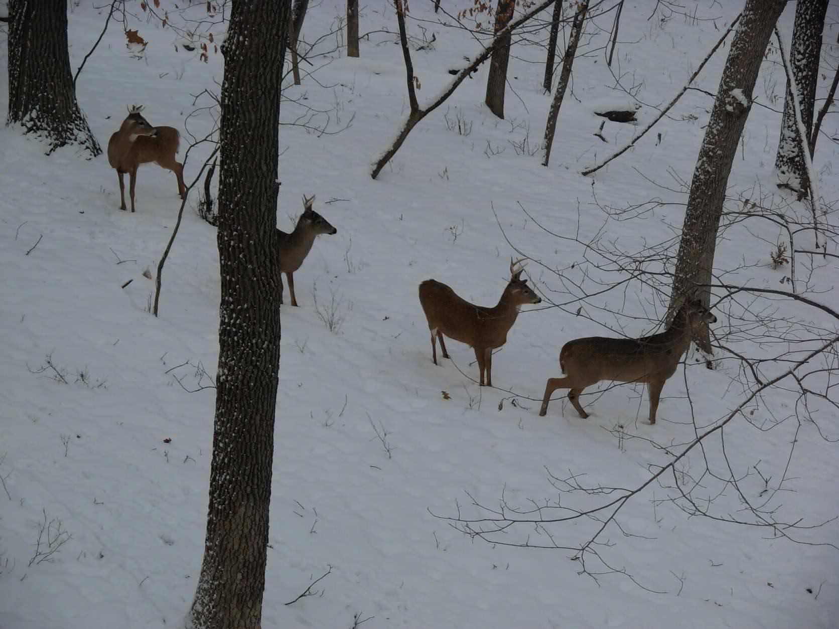 bucks.jpg