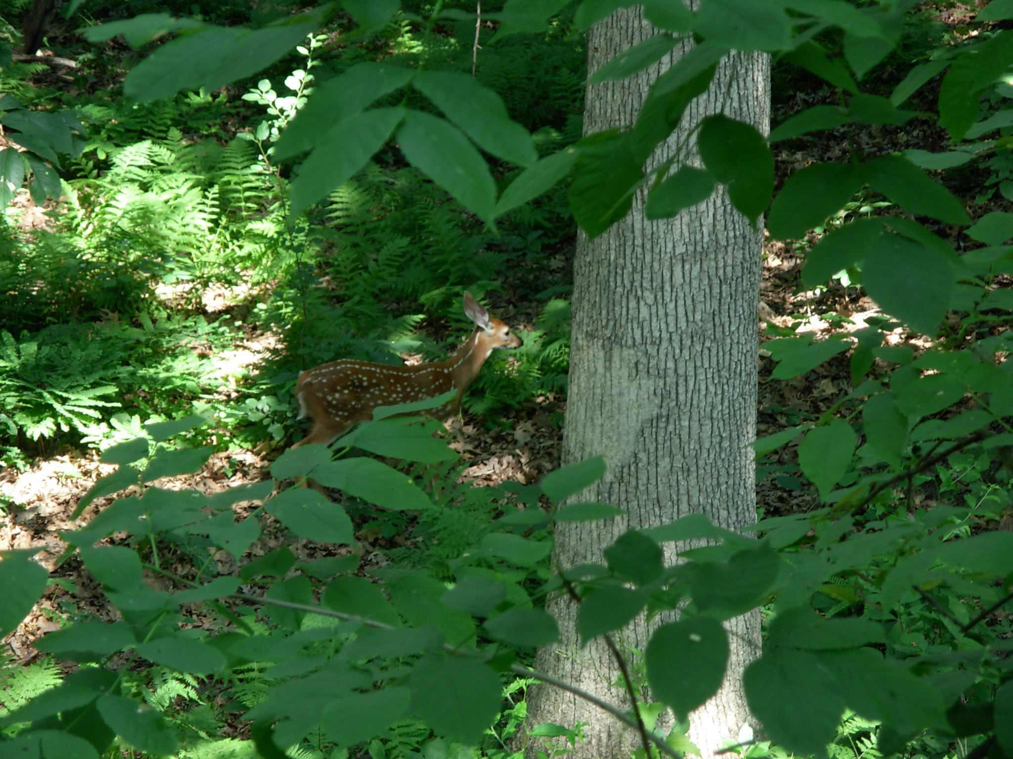 fawn.jpg