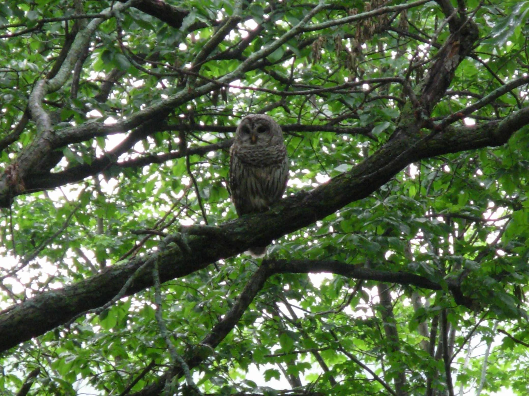 owl.jpg