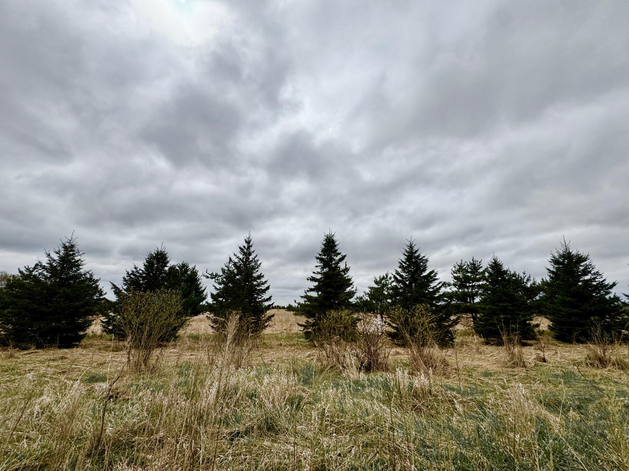 Spring view of behind lot 7. Evergreens, prairie, & sand cherries.