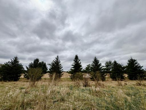 Spring view of behind lot 7. Evergreens, prairie, & sand cherries.