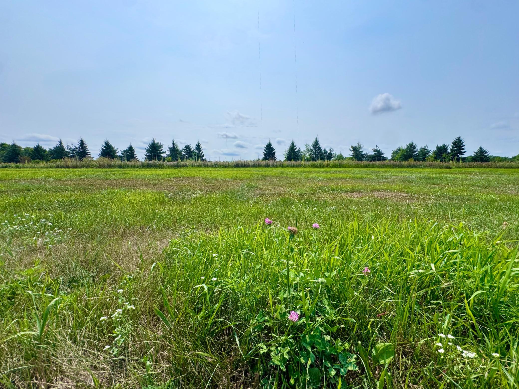 Summer view of lot 7.