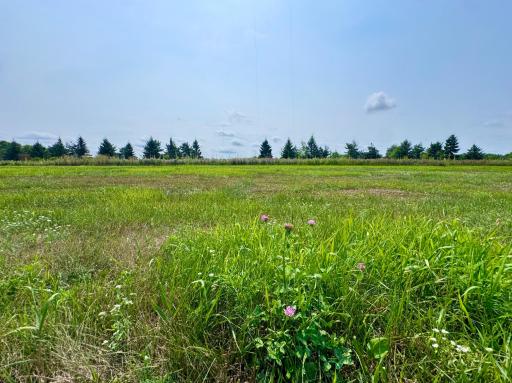 Summer view of lot 7.