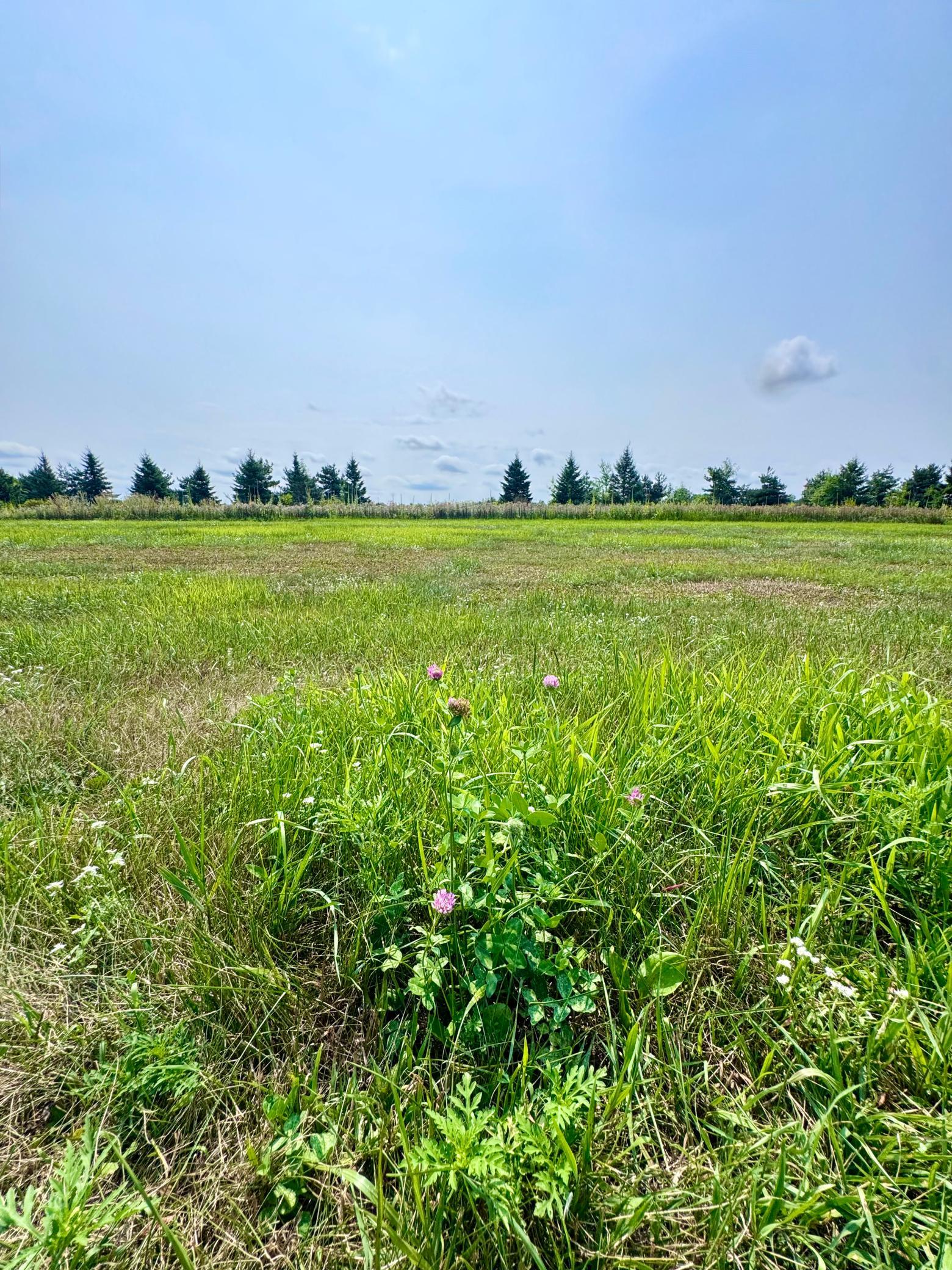 Lot 7.
