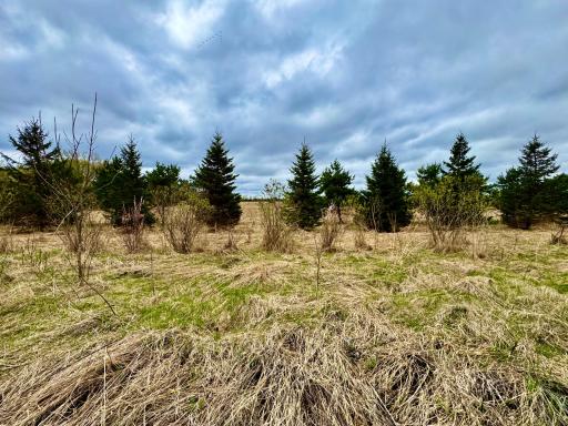 Spring view of behind the lot. Evergreens, sand cherries, prairie, and woods.