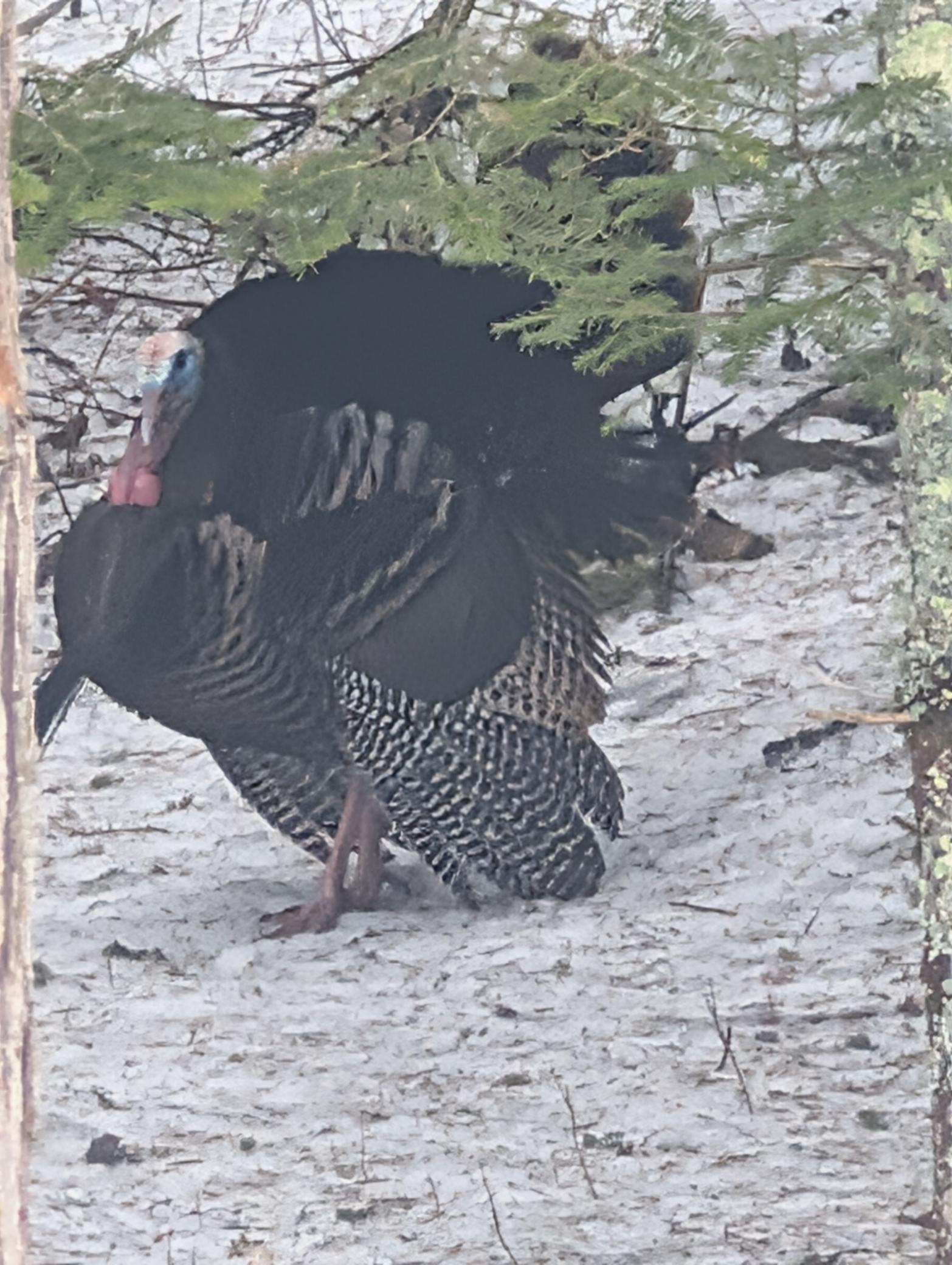 Turkey.jpg