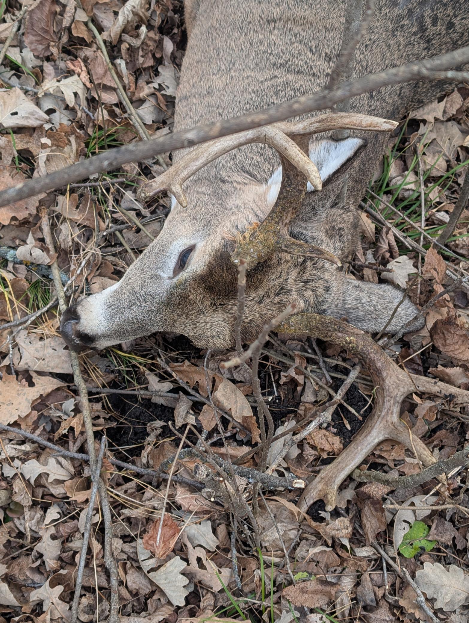 Buck 2.jpg