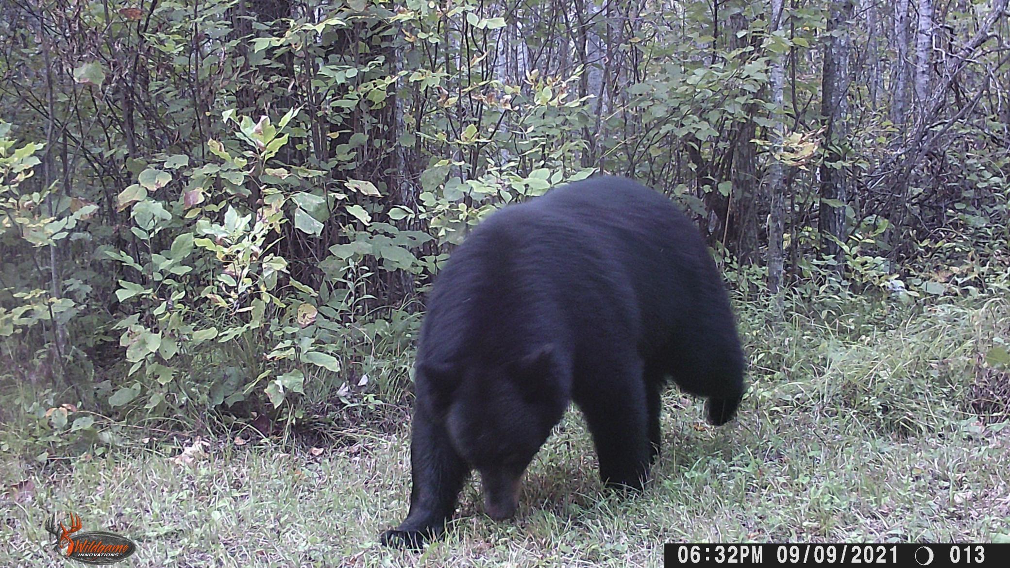 Bear 1.jpg