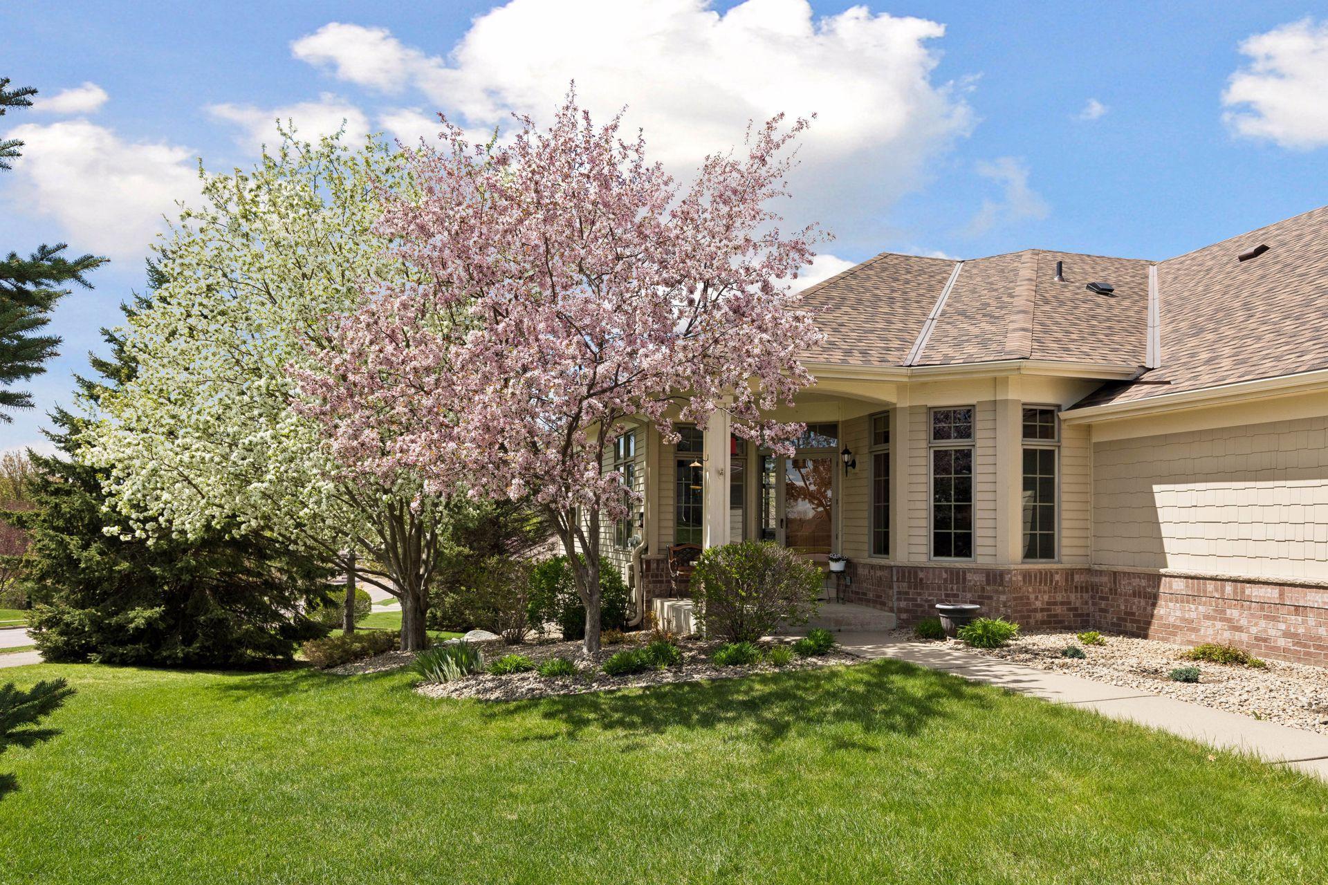 Beautiful Lilac Trees in Bloom