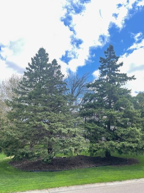 Curved corner lot with matured pine trees situated on a lower traffic street