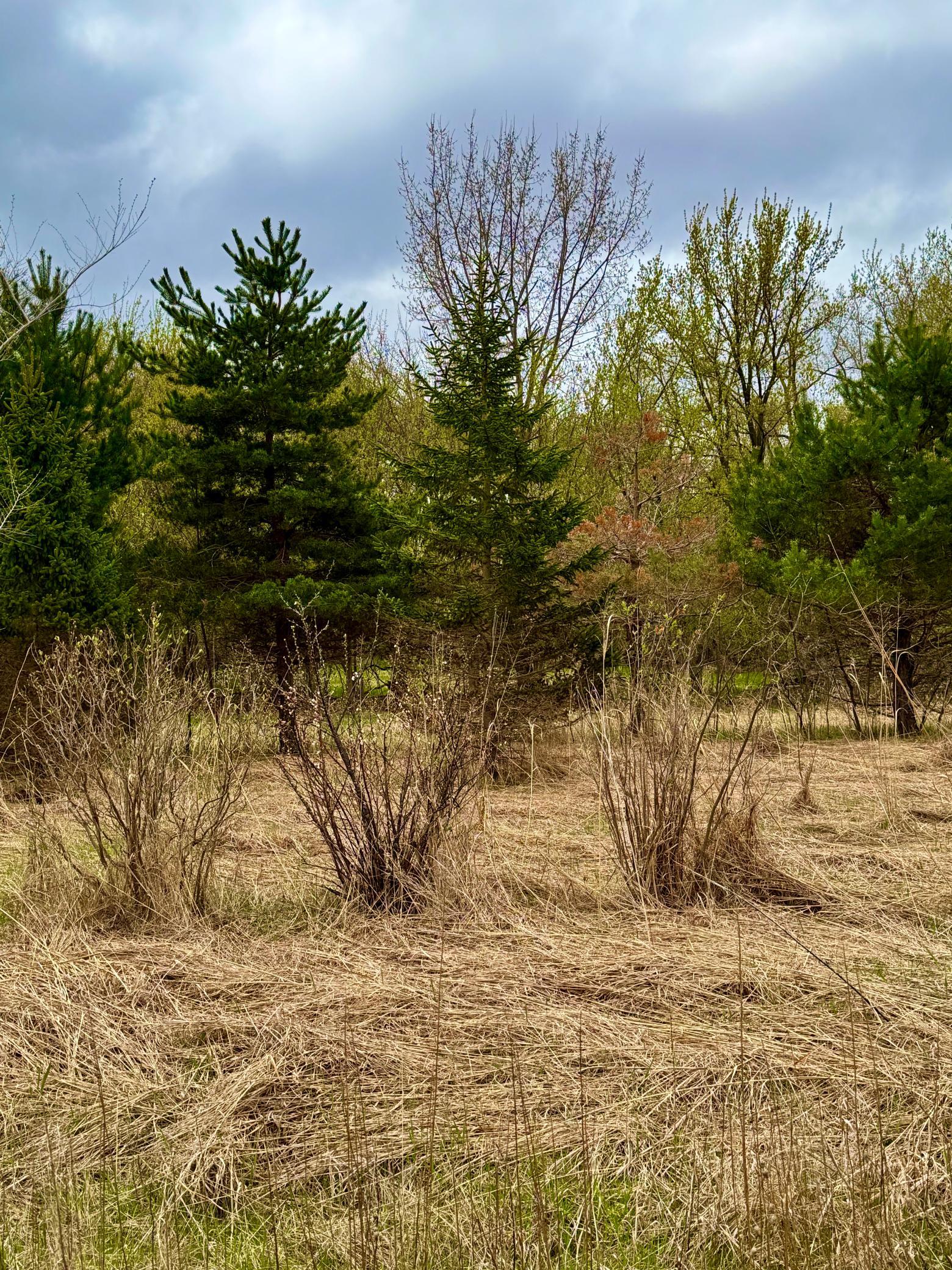 Spring view of land behind the lot.