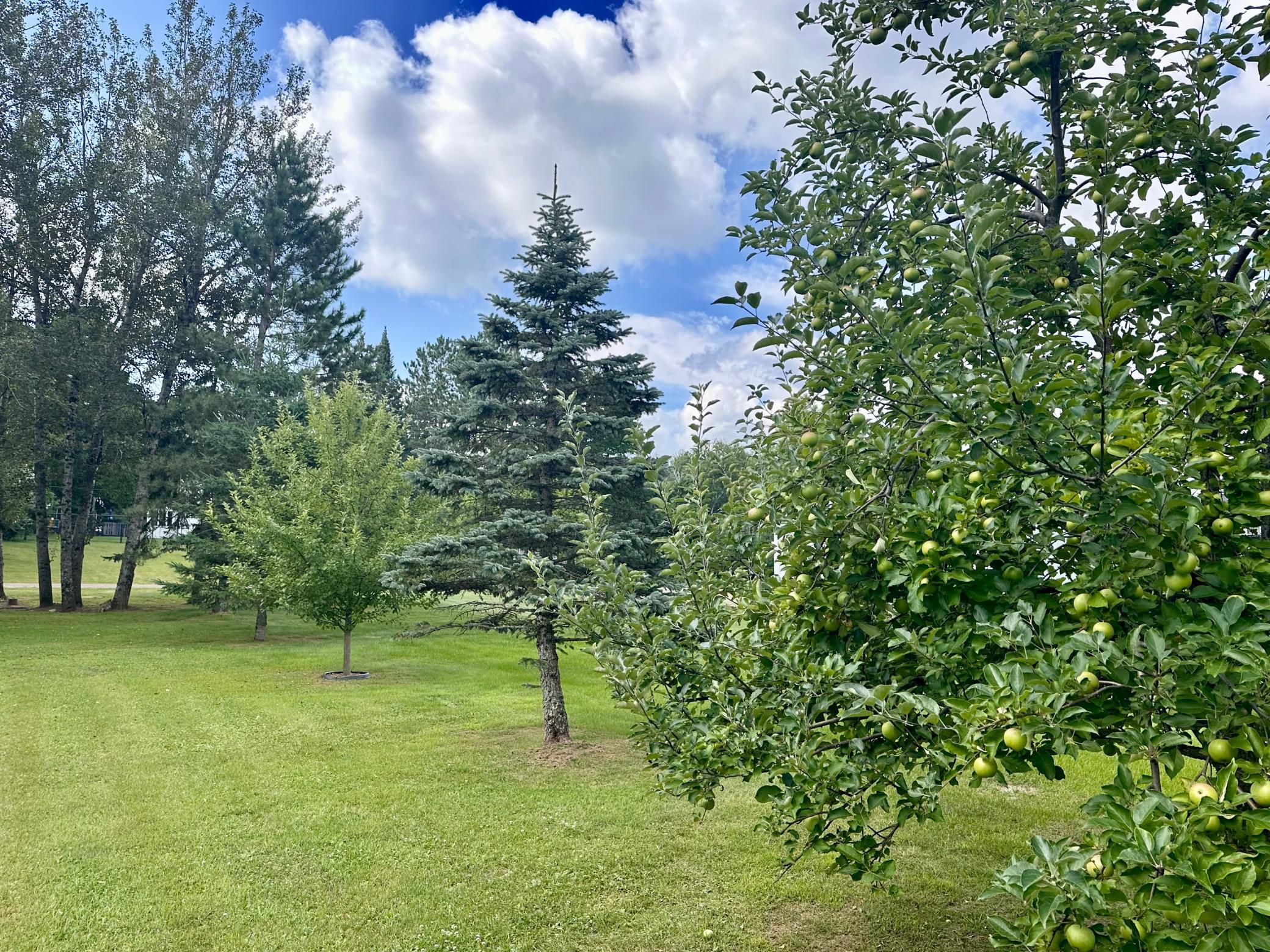2 apple trees