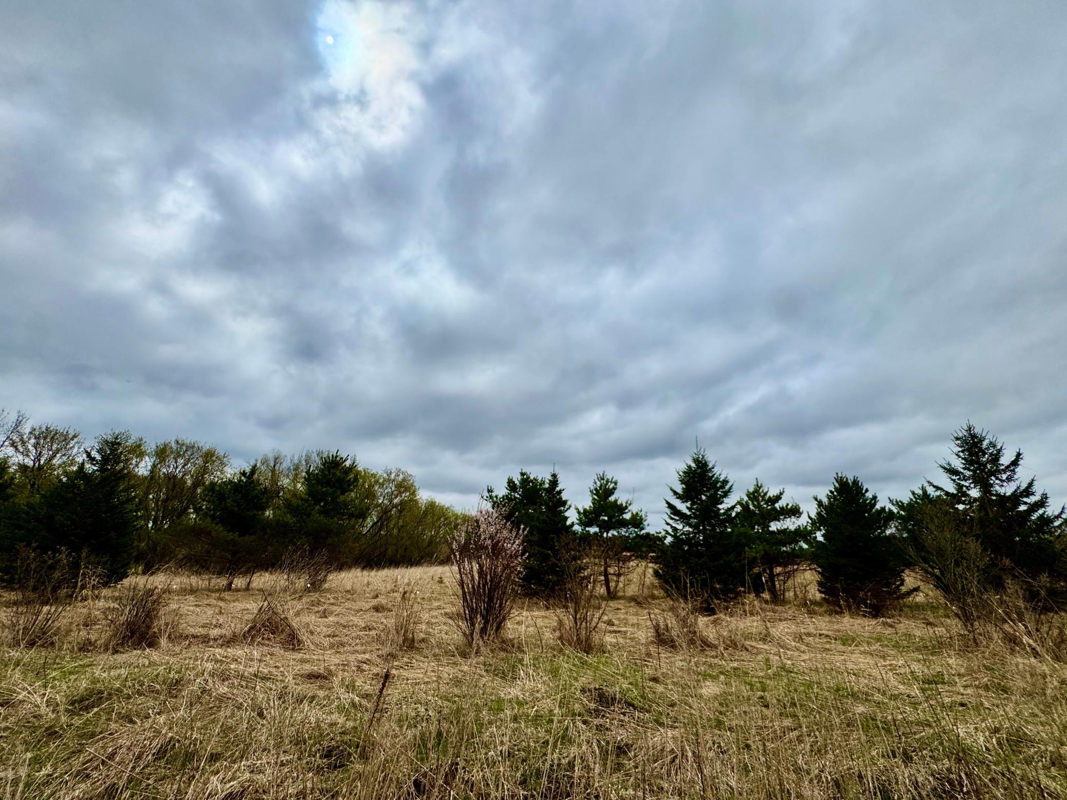 Spring view of behind lot 4. A lovely backdrop of evergreens, sand cherries, prairie, and woods.