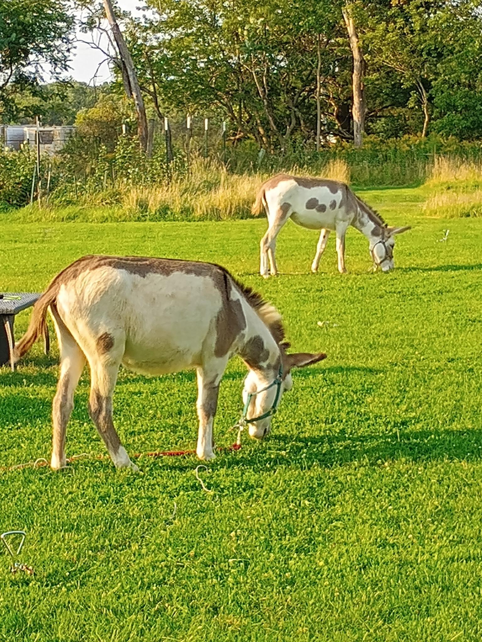 Fenced area for donkeys or goats.