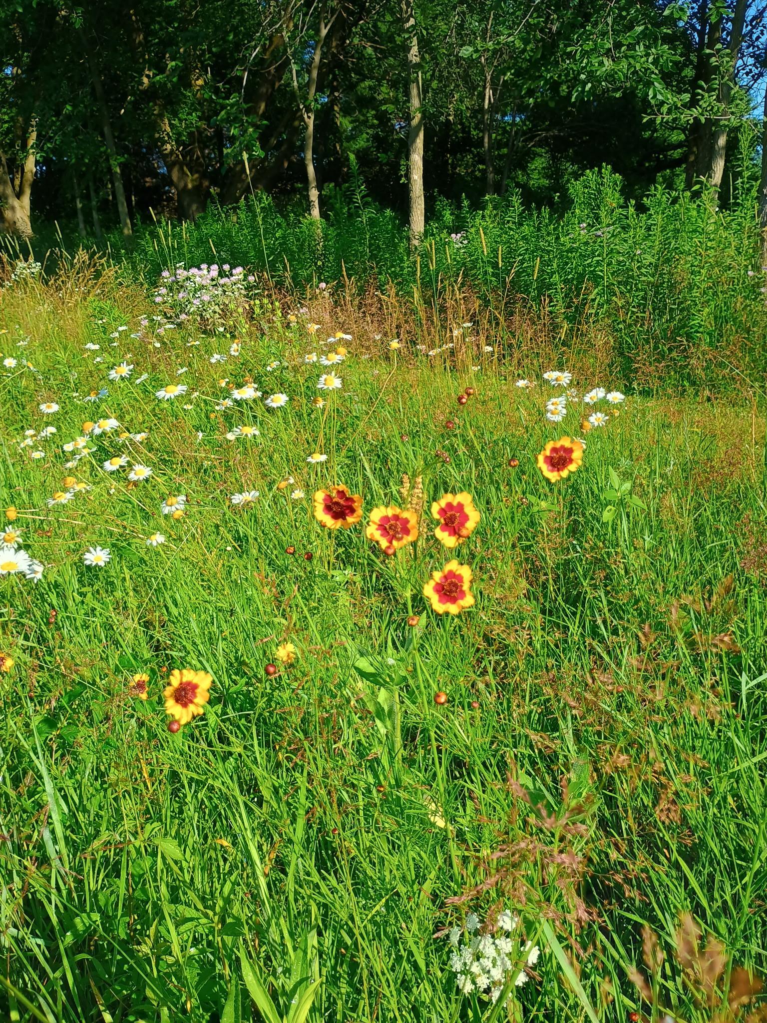 A wide variety of wildflowers.