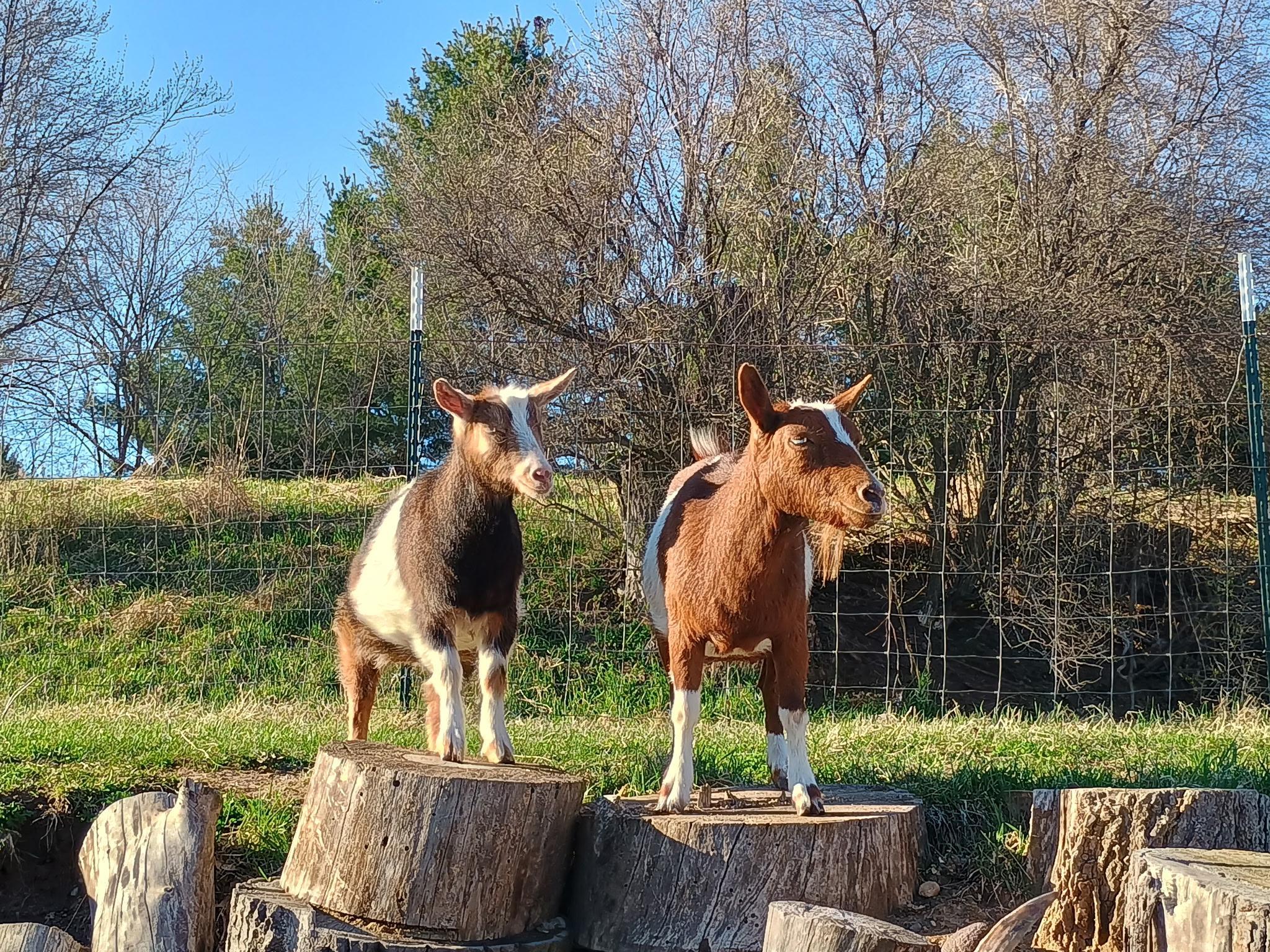 A playground for goats!