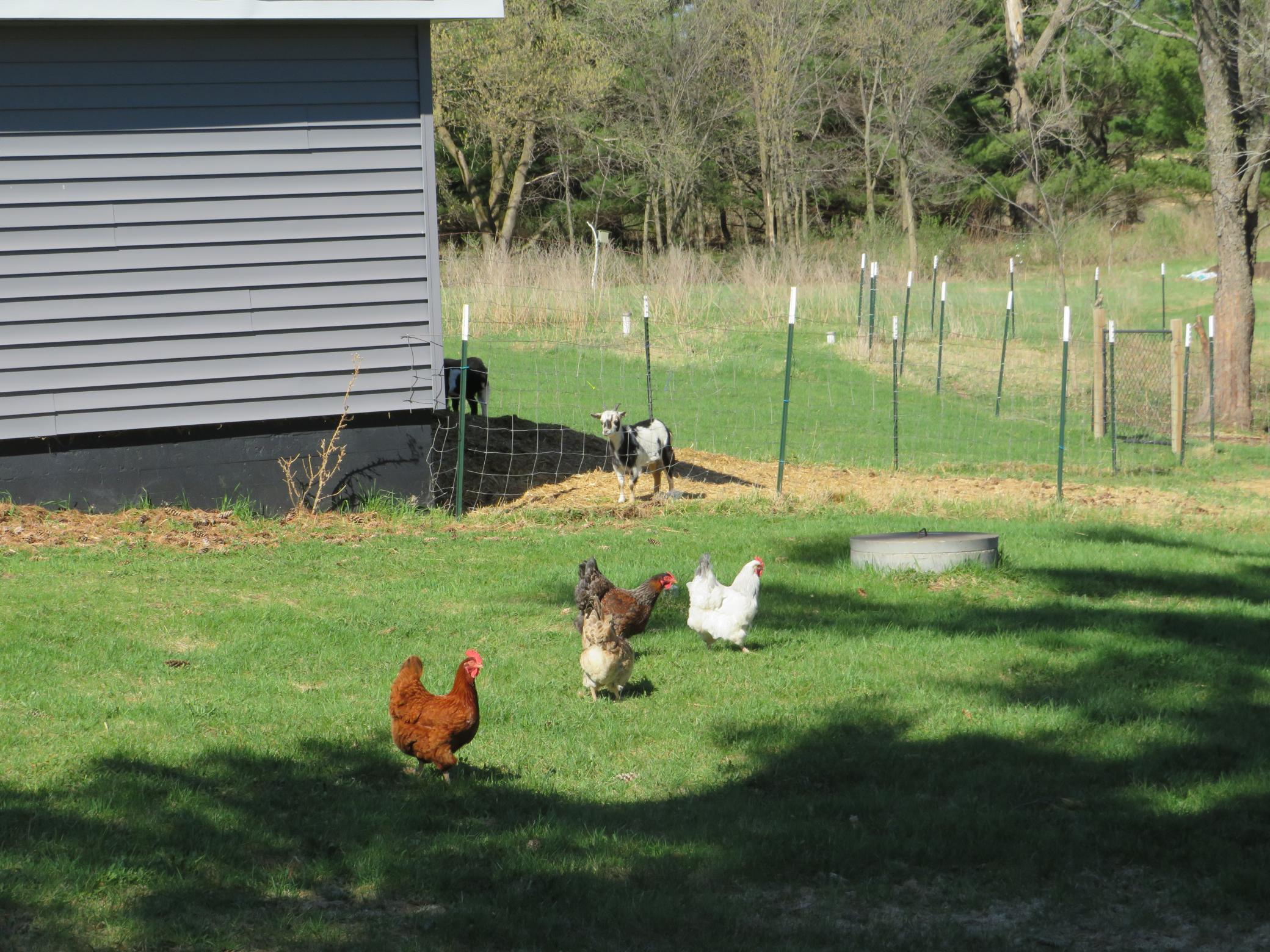 Chicken run.