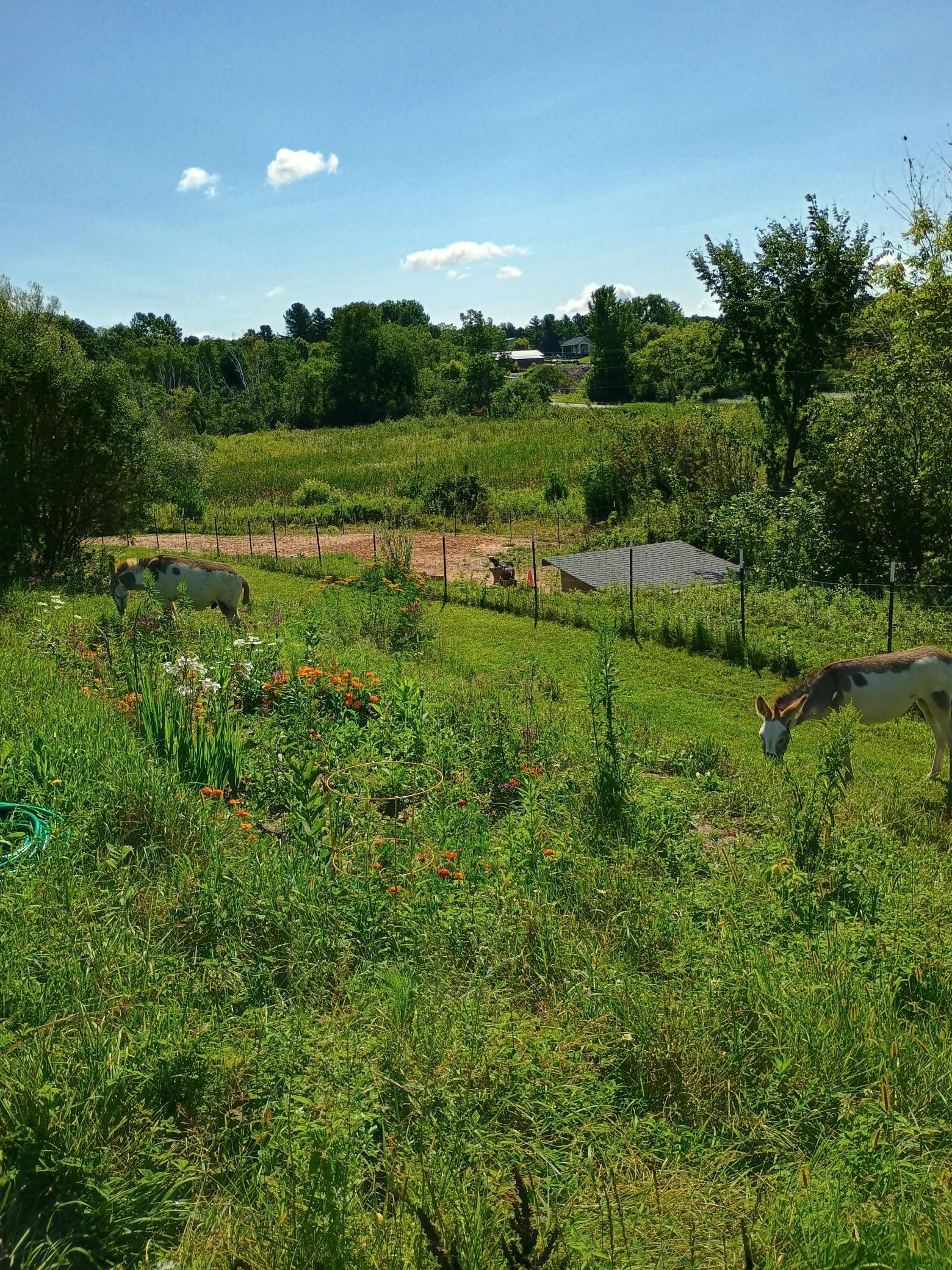 The property features a nice open yard, a raspberry / blueberry patch, fruit trees, and about an acre of fenced pasture for your animals.
