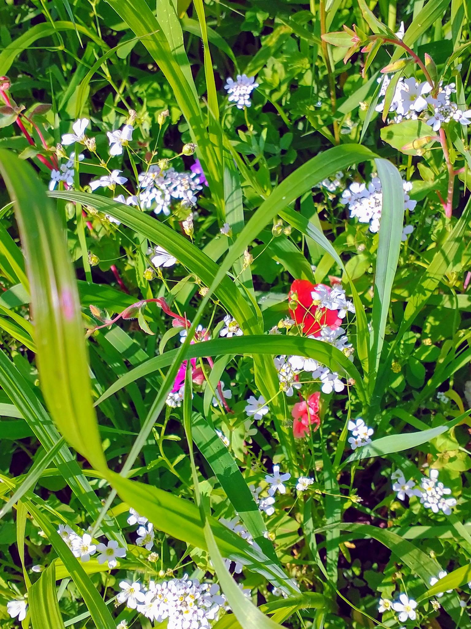 Abundant wildflowers.