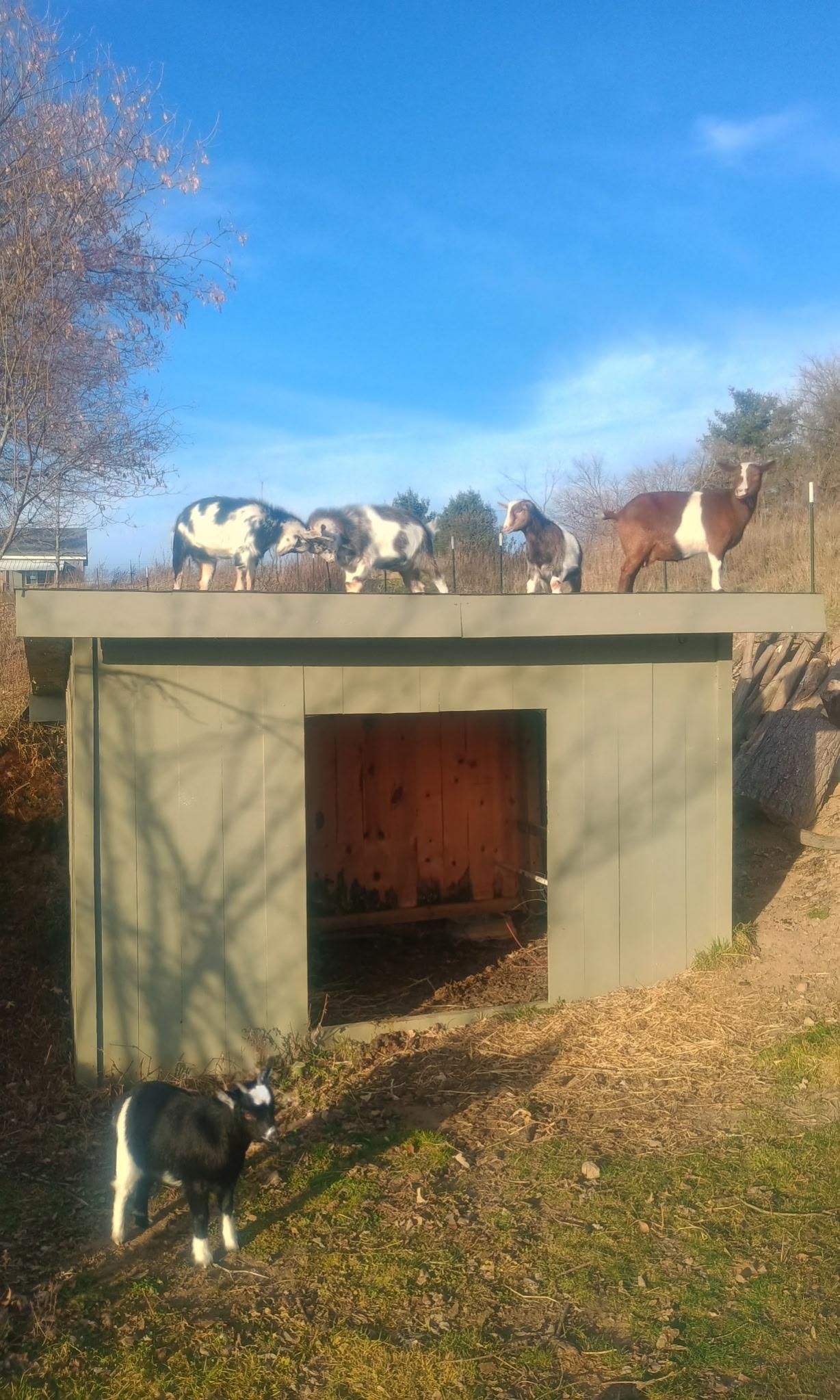 Loafing shed