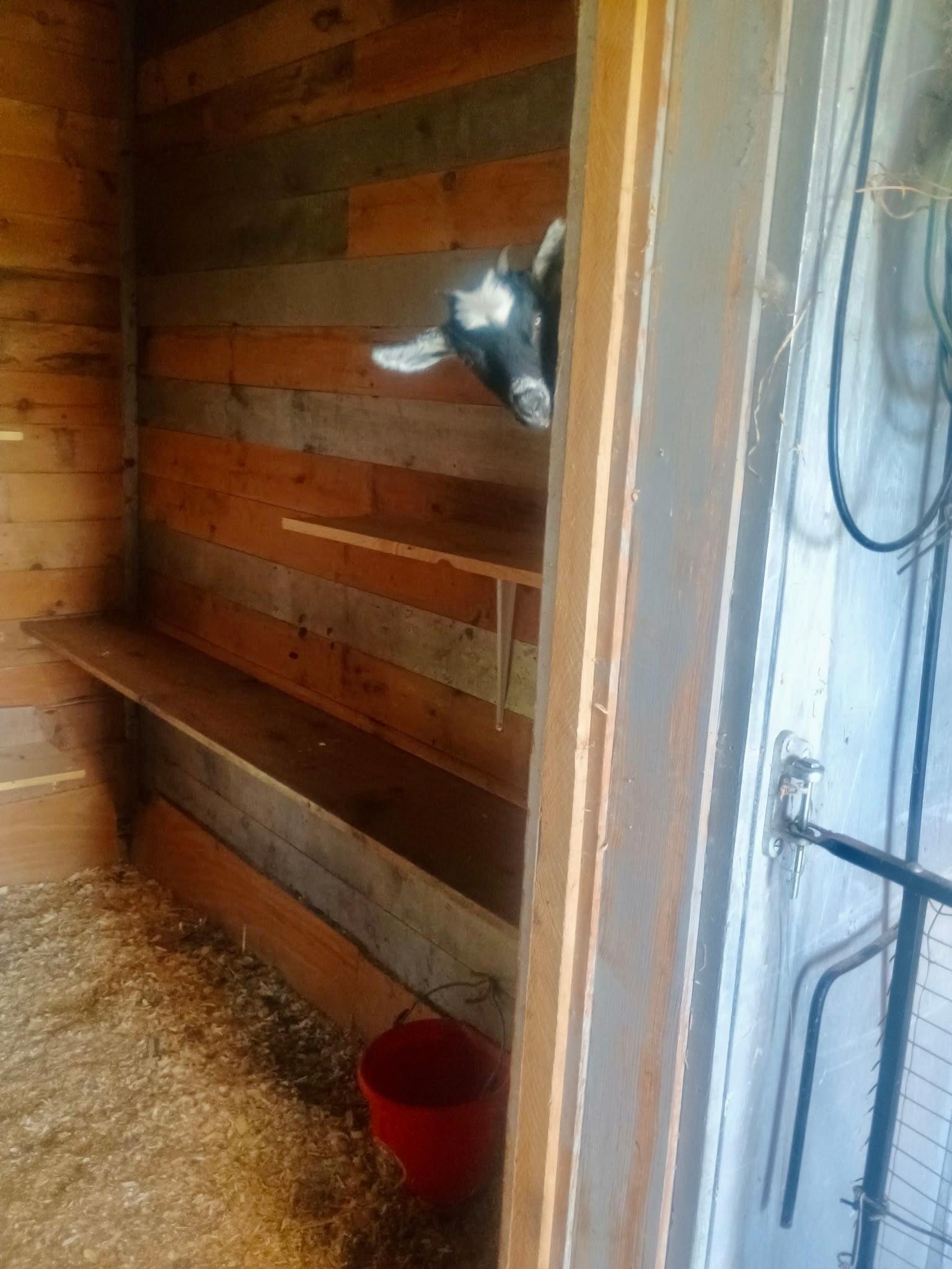 Small stable
