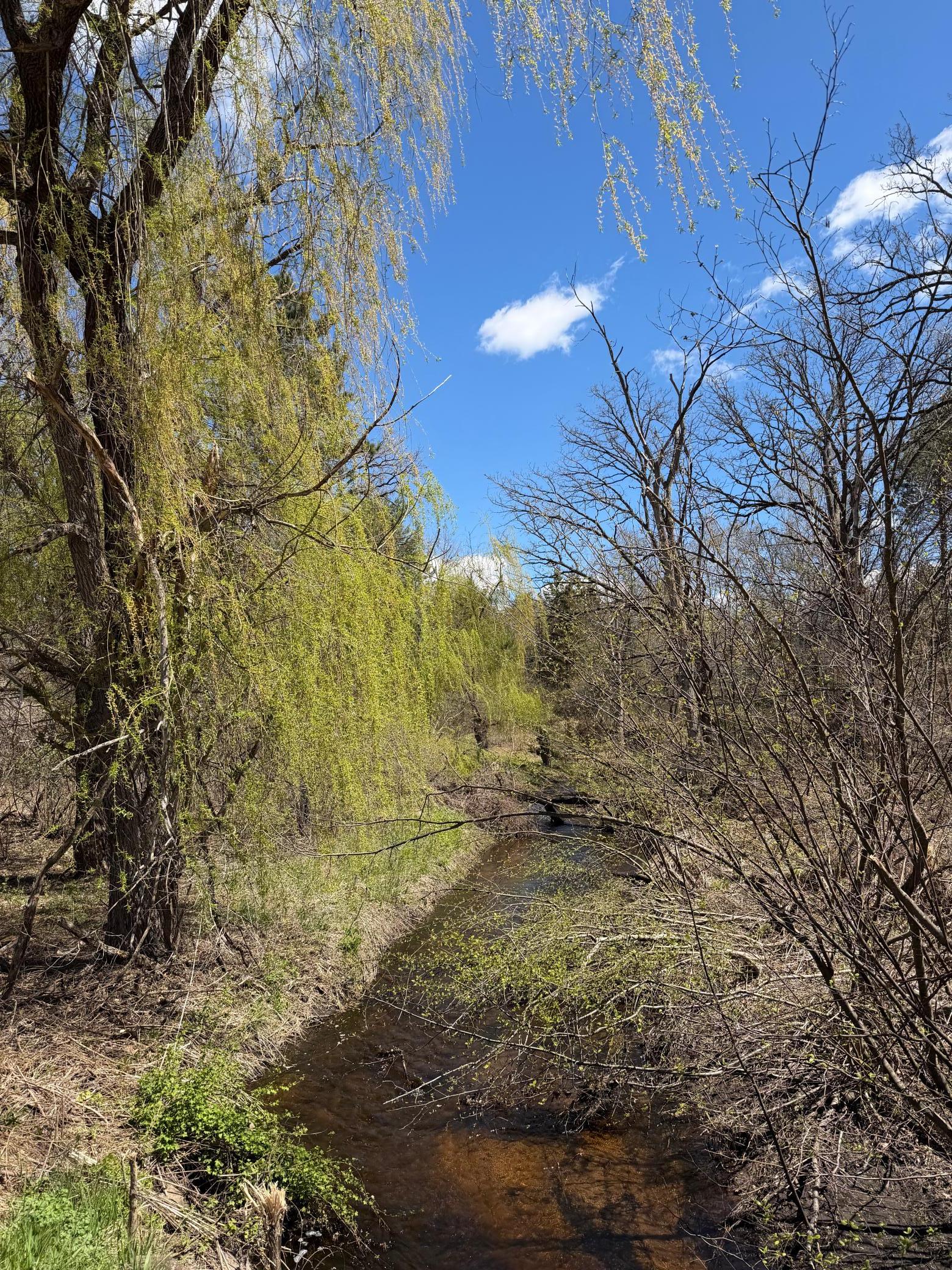 Potato Creek-adjacent from property