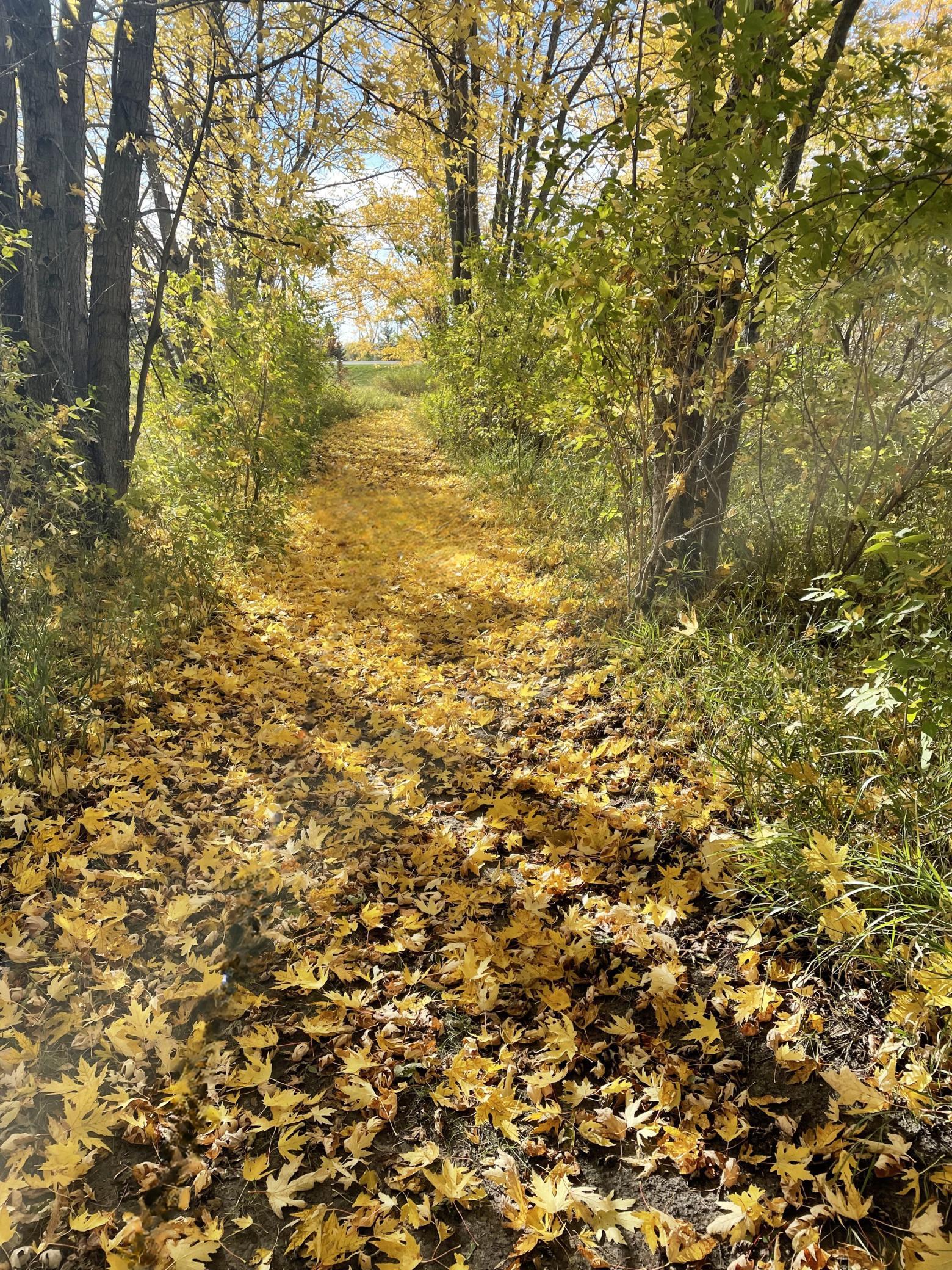 Nature Trail in the Fall