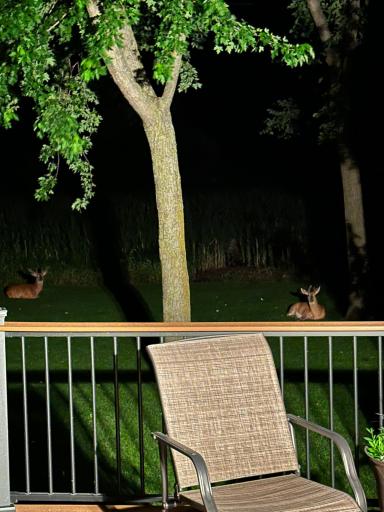 Backyard guests