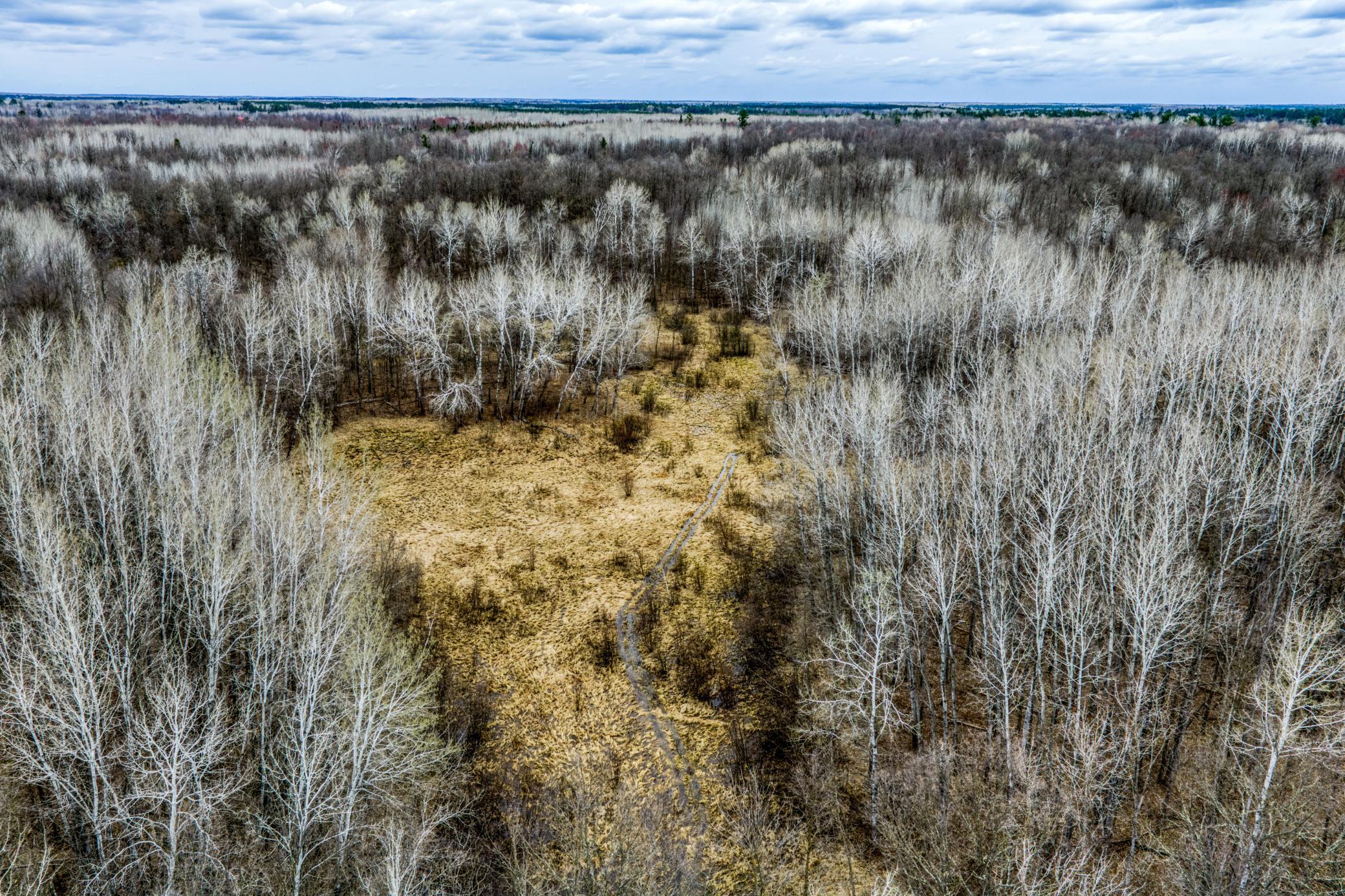 Walk in the woods