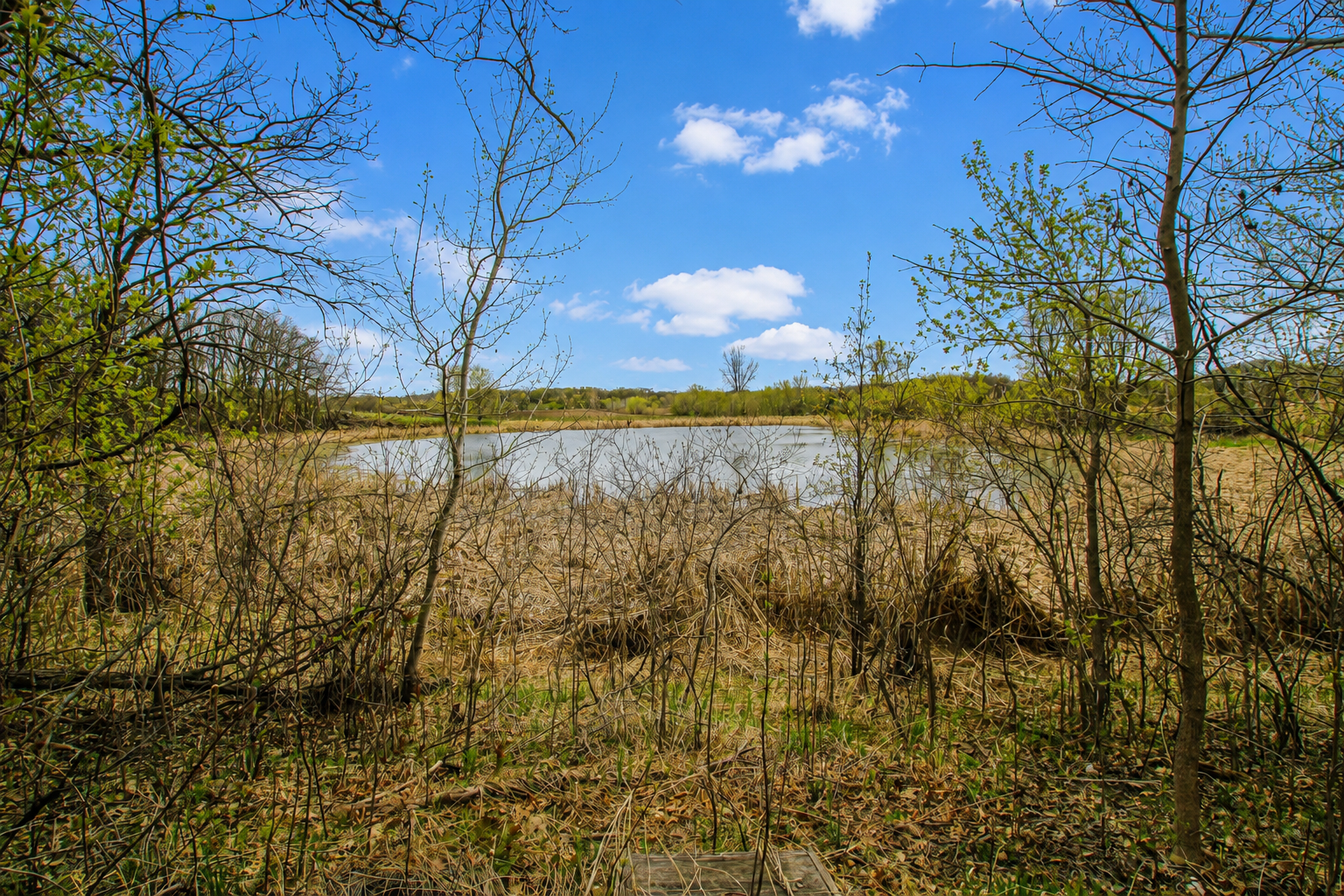 Pond.png