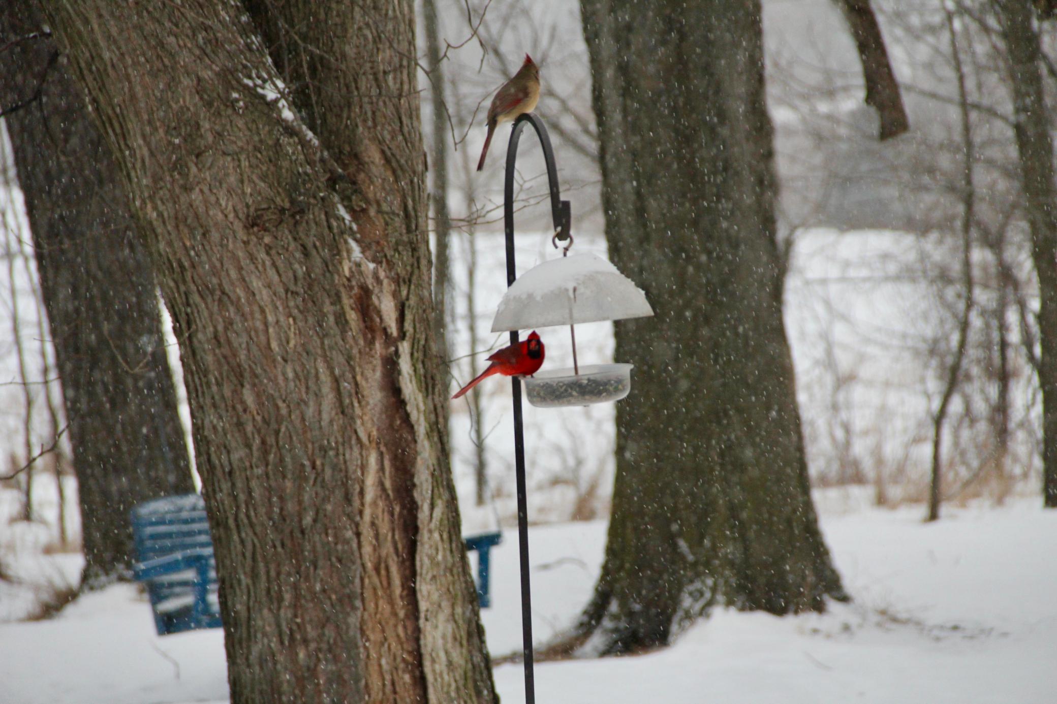 IMG_9186.JPG