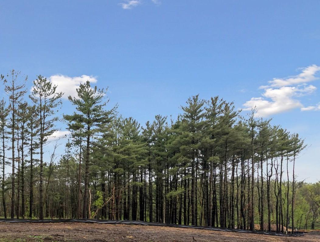 Pine tree stand.jpg