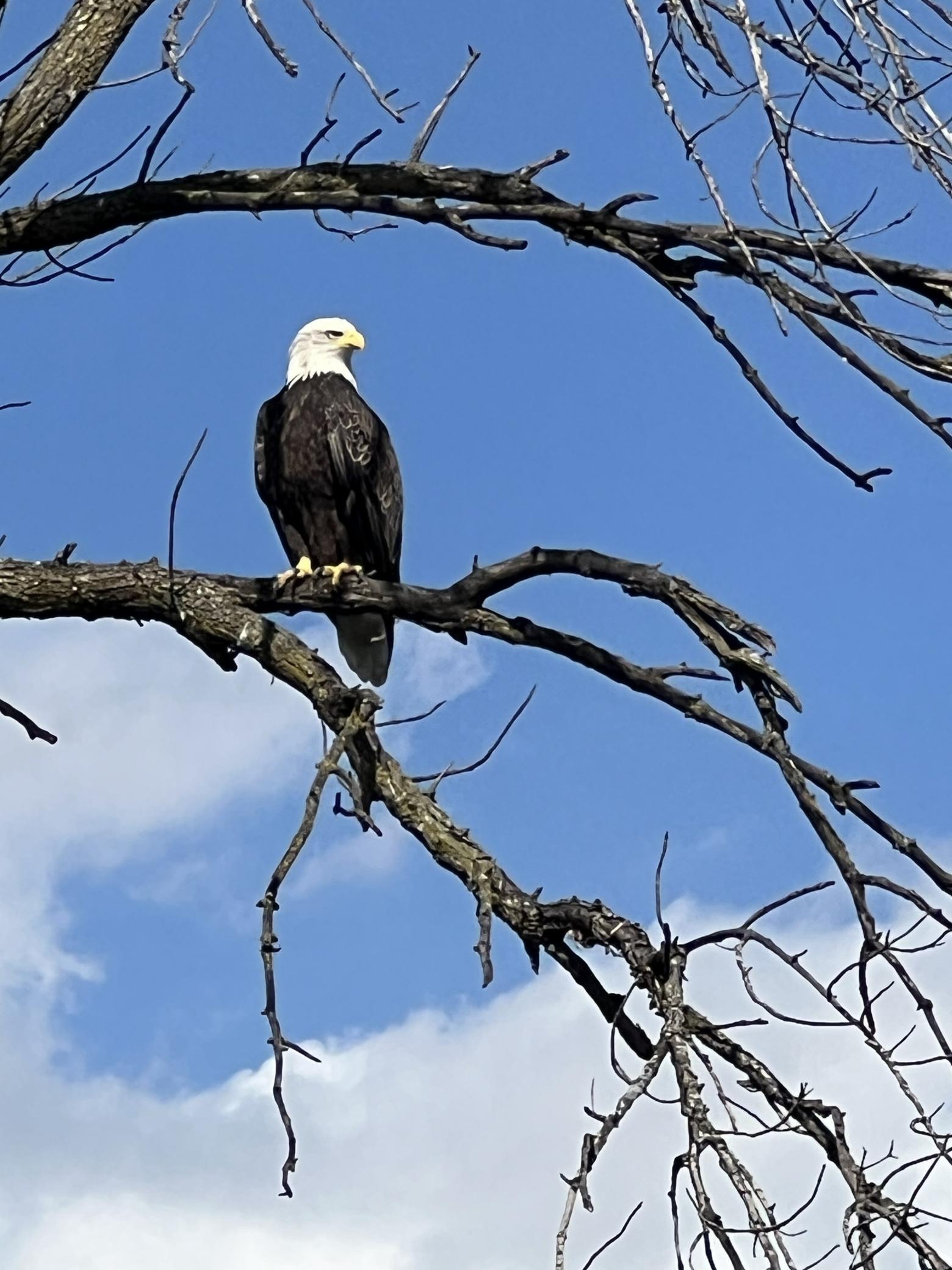 eagle.jpg