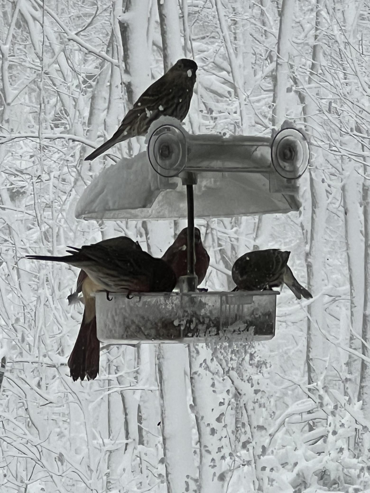 bluebirds.jpg