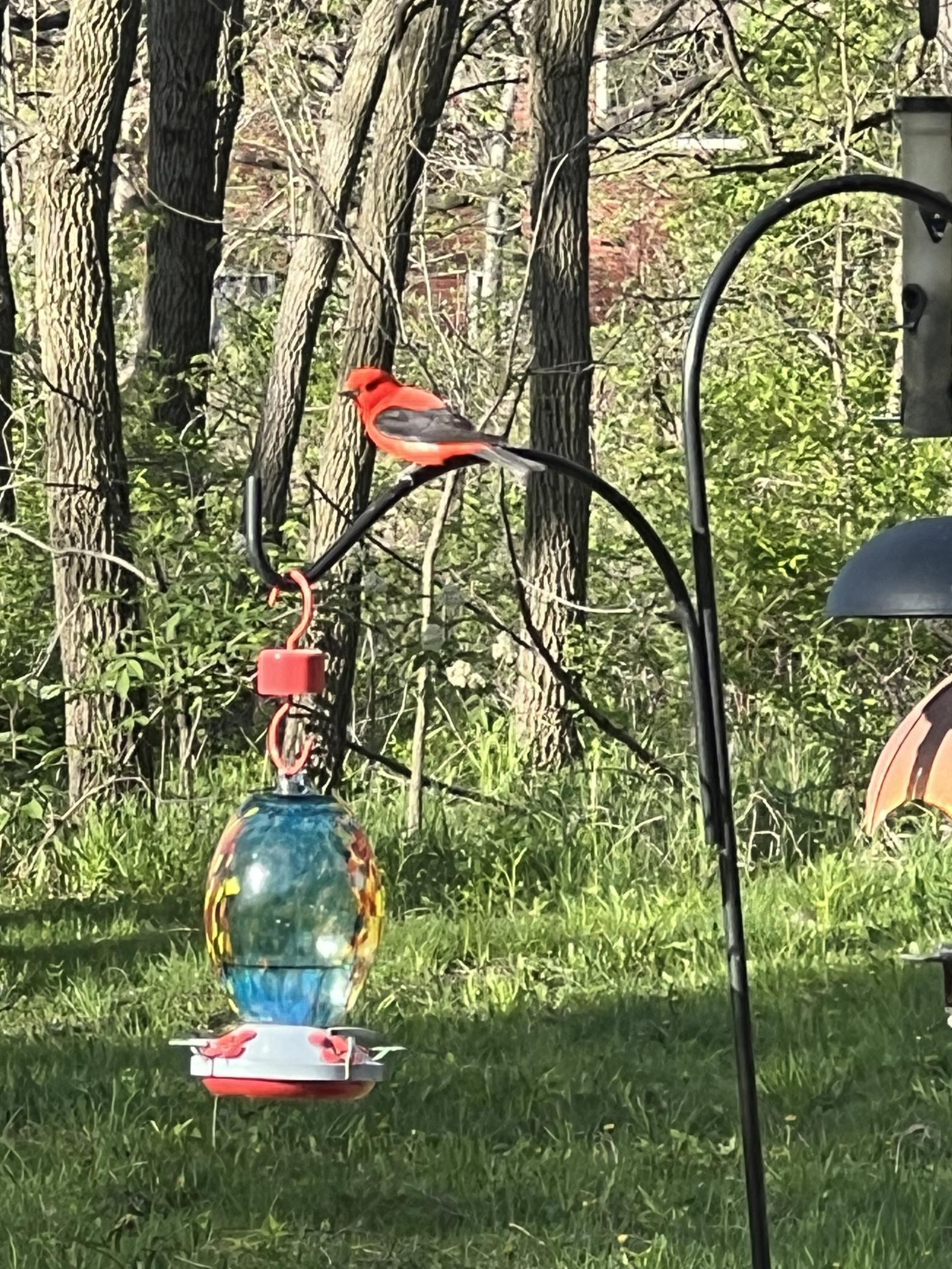 scarlet tanager.jpg