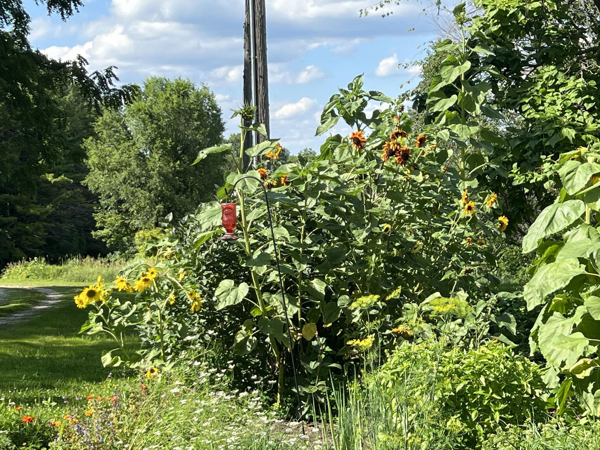 garden.jpeg