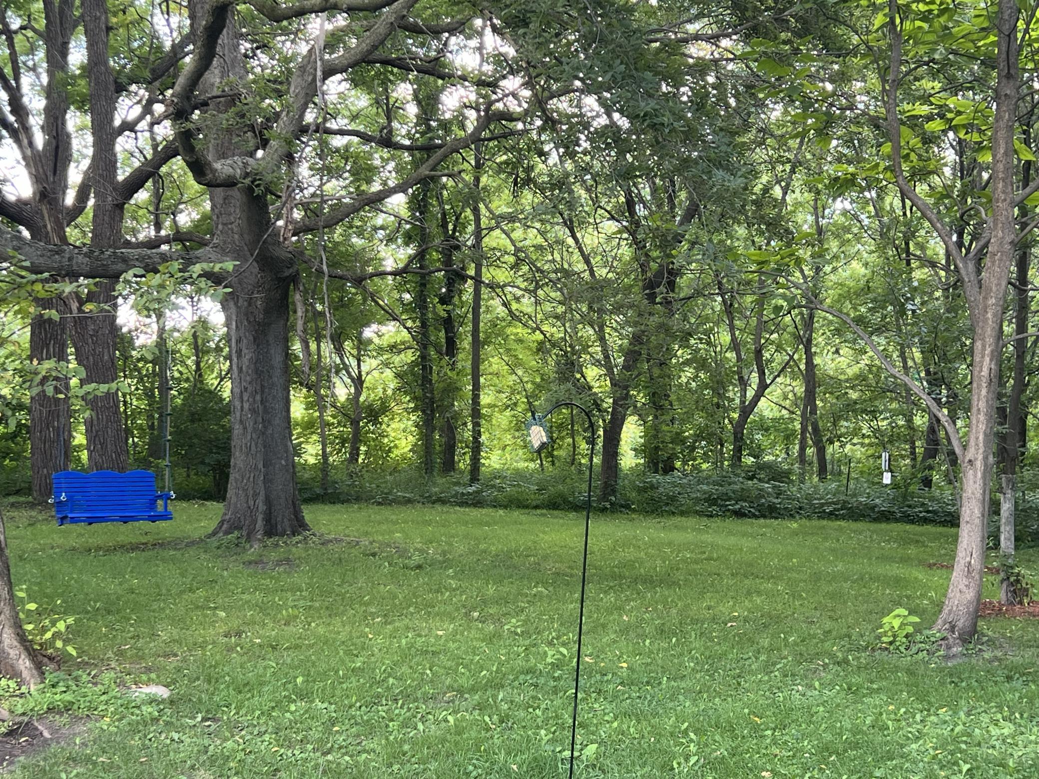 Tree swing.jpeg