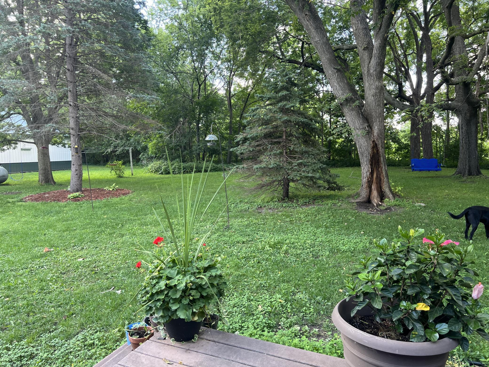 backyard summer.jpg