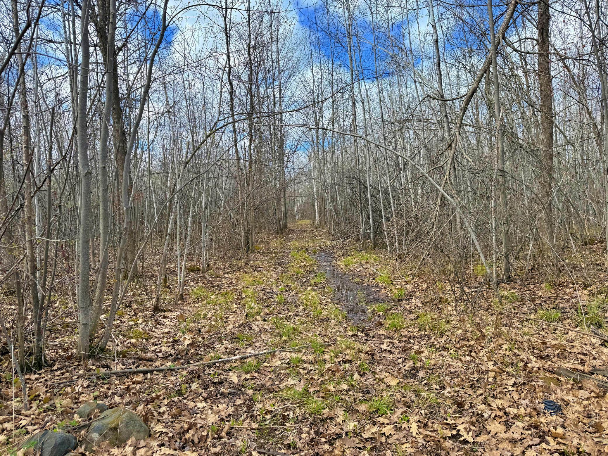 10 wooded acres .jpeg