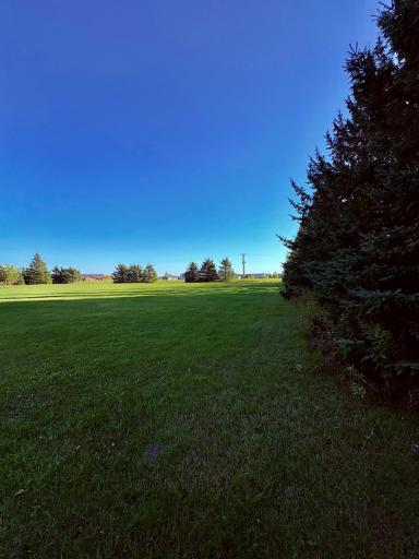 Inside spruce facing south