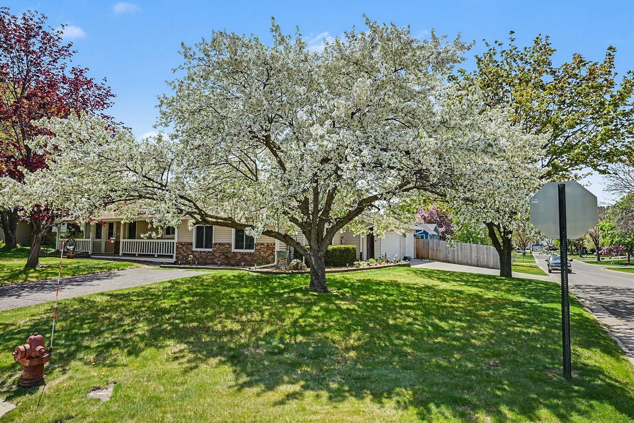 Beautiful mature trees on a corner lot