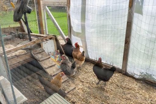 Chickens are NOT included :) But coop is ready for you to bring your own buddies!