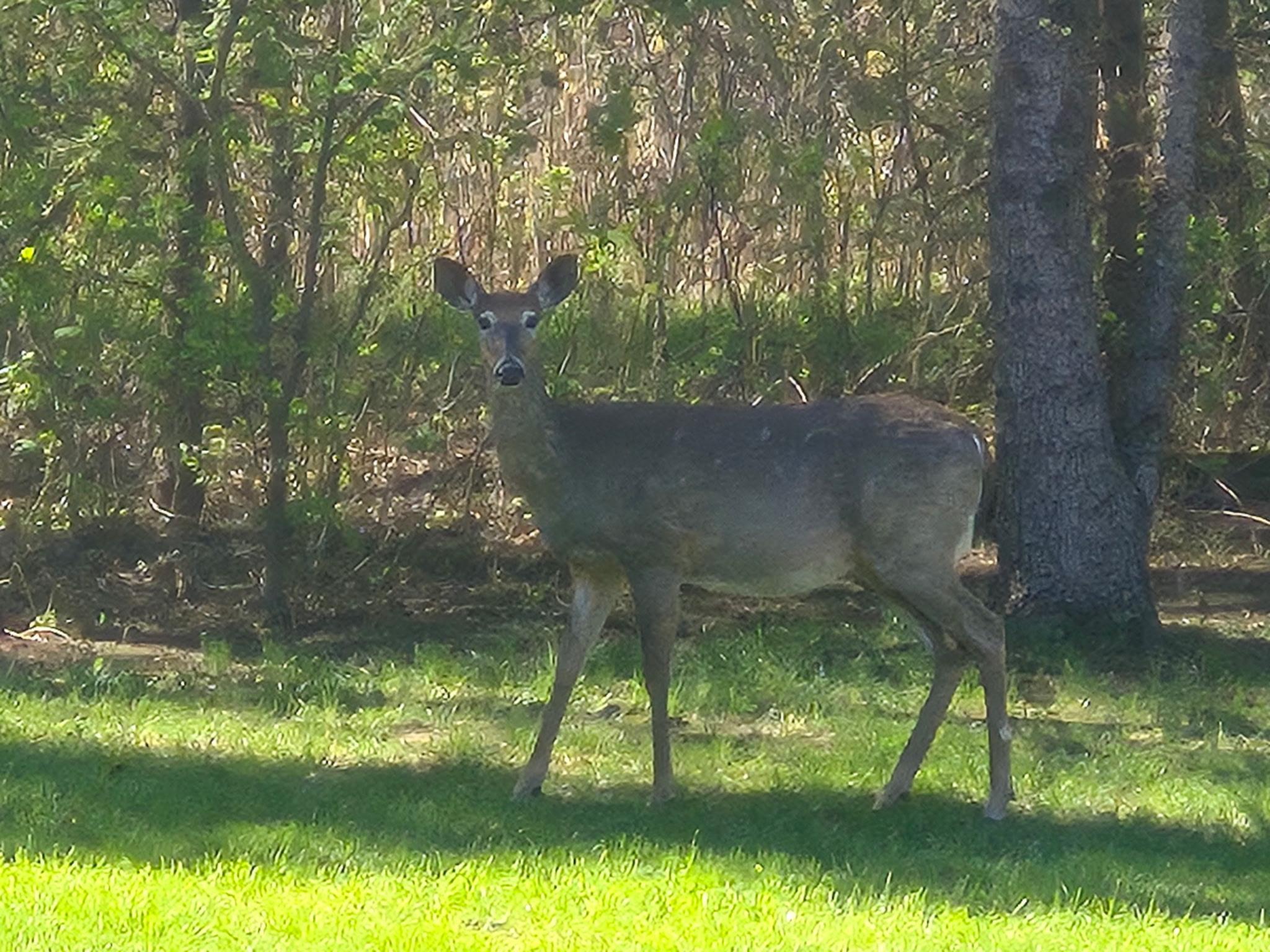 deer.JPG