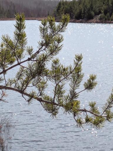 Onagon is a walleye lake with no public access
