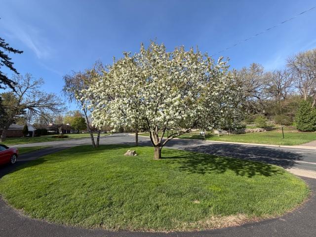 Beautiful front flowering tree!