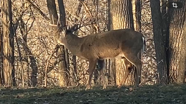 Buck photo2.png