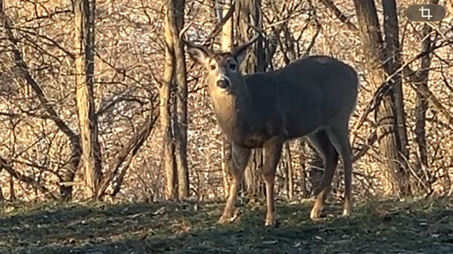 Buck photo1.png
